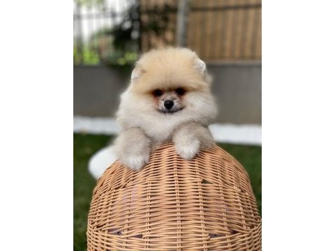 Sevimli pomeranian yavrular