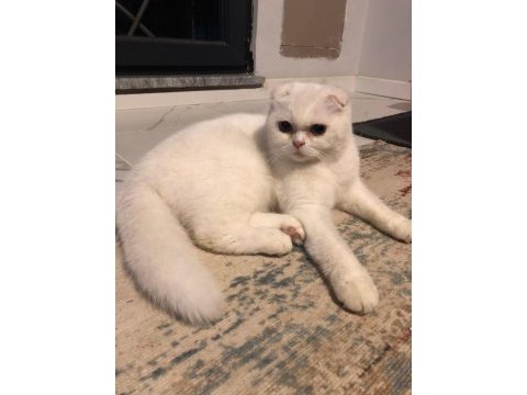 Scottish fold