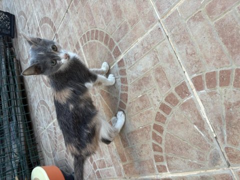 Tekir yavru kedi sahiplendirme