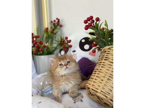 Golden ny 12 british longhair