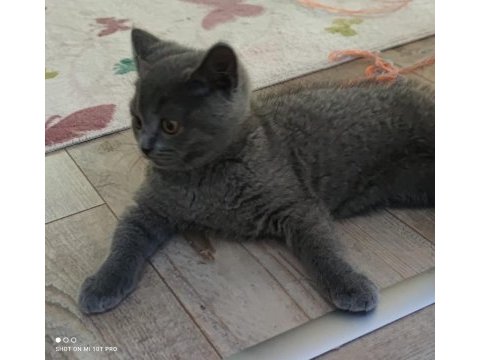 2.5 aylık oyuncu british shorthair