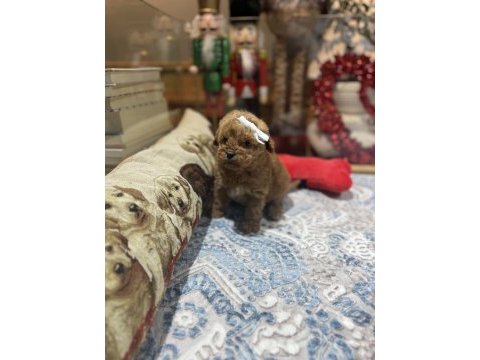 Yeni gelen oyuncak poodle yavrularımız