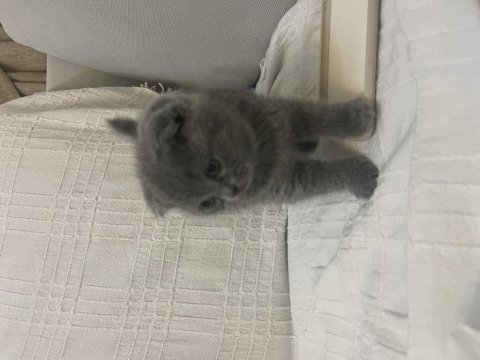Safkan a kalite yavrular scottish fold erkek