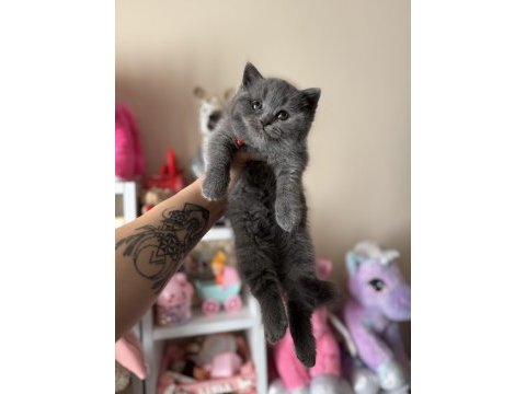 Safkan british shorthair dişi erkek yavrular