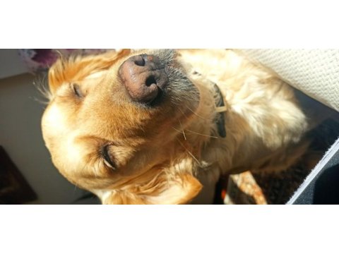 Ücretsiz sahiplendirme golden retriever