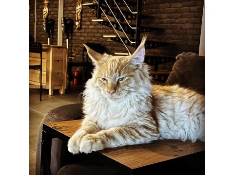 11 aylık sağlıklı erkek maine coon