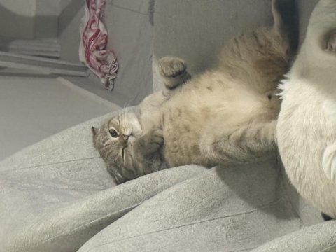 Scottish fold oğlumuza yuva arıyoruz