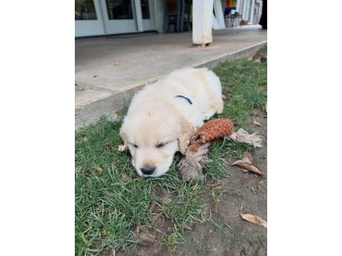 Golden retriever yavruları 