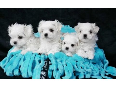 Maltese terrier yavru