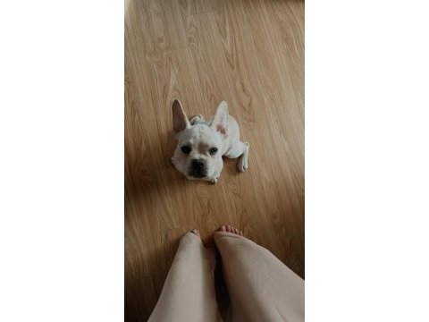 1 yaşında french bulldog çipli
