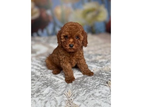 Toy poodle yavrular