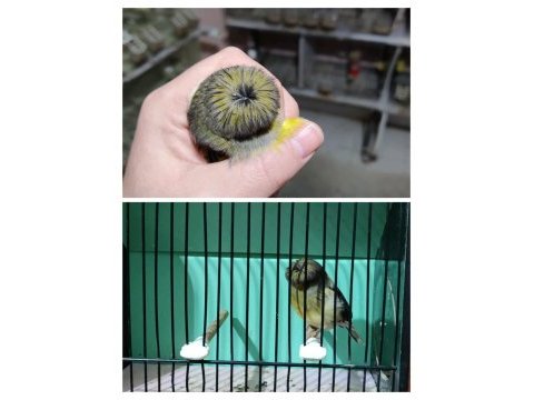Gloster kanaryalar