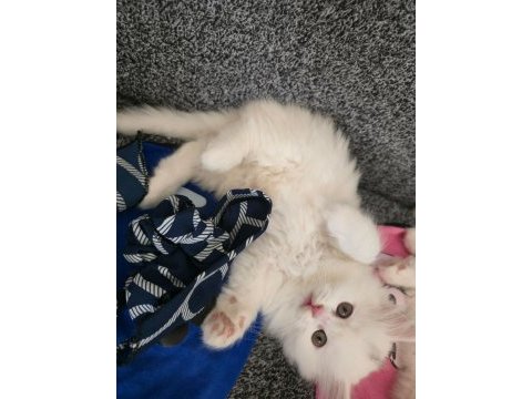 British longhair yavru kediler