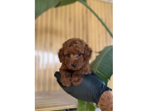 Poodle yavruları