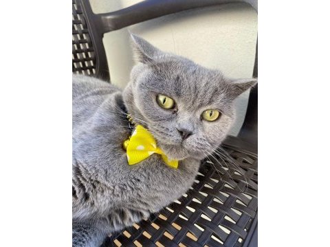 British shorthair 1,5 yaşında