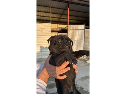 6 aylık siyah gül kuyruk pug