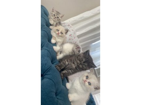 2 aylık son kalan british longhair yavrumuz