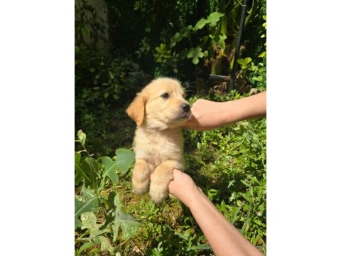 Golden retriever yavru 3 aylık