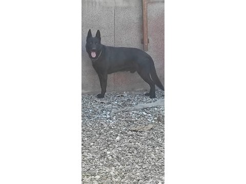 Yetişkin temel itaatli alman çoban köpekler