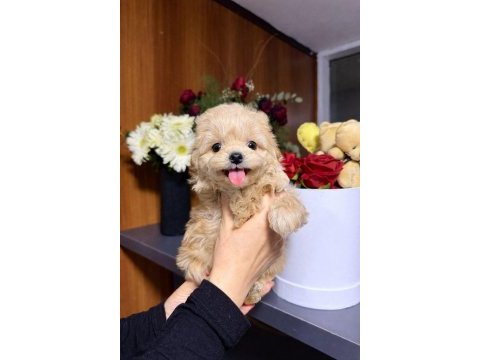 Maltipoo bebekler