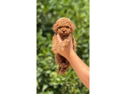 Orjinal toy poodle yavrularımız