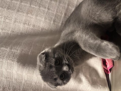 Scottish fold kedimiz