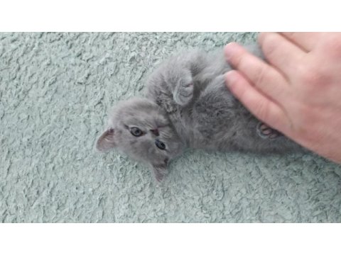 British shorthair dik kulak