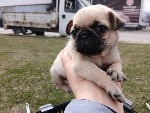 Irk ve sağlık garantili pug