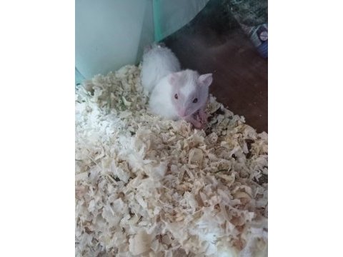 Hamsterlar geldi