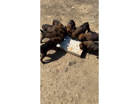 Belçika malinois bebekler