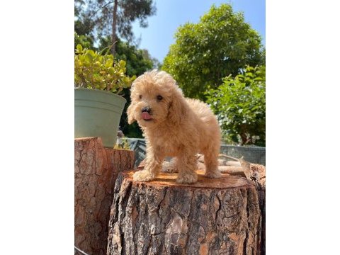 Kilo garantili karma aşıları yapılmış poodle yavrular