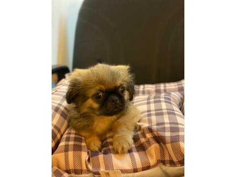 Emperyal pekingesse