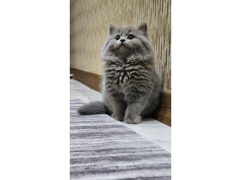 55 günlük british longhair safkan acil sahiplendirilecektir