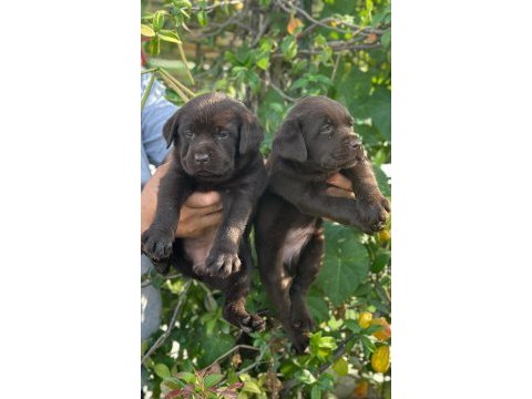 Labrador redriever sevimli yavrular ruhsatlı çiftlik 