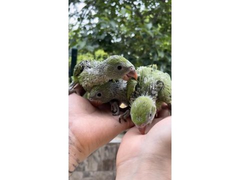 El besleme bebek pakistan papağanı