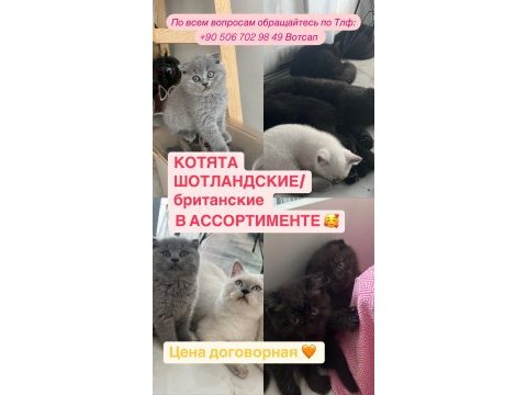 Sevimli ve komik yavru kedimiz