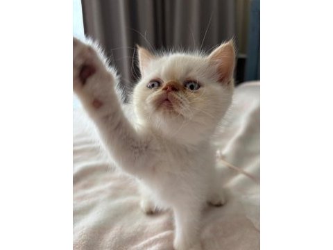 Show kalite ırk garantili bebek kedimiz