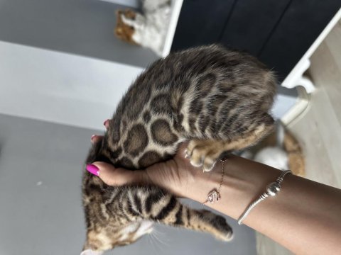 Show wcf bengal kittens