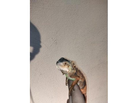 İguana yasal belgeli cipli