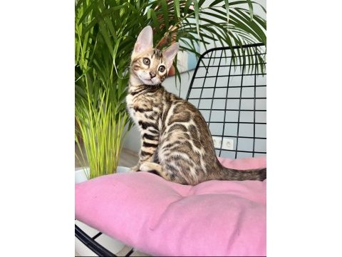 Bengal erkek 3 aylık