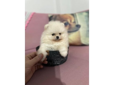 Gerçek ayı surat garantili pomeranian yavrular her eve uygun