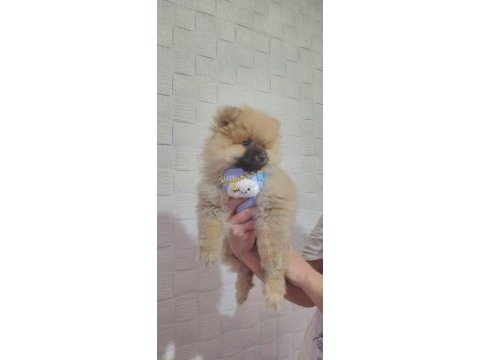 Pomeranian ayı surat