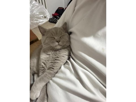 8 aylık british shorthair