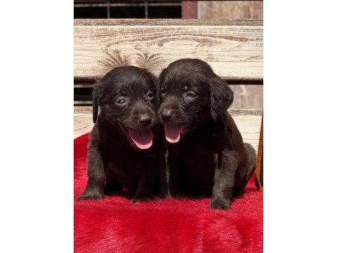 Labrador bebeklerimiz