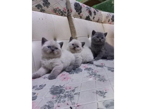 Anne baba yurt dışı kediler formlar muazzam
