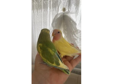 Bebek sevda papağanlar ele alıştırmalık