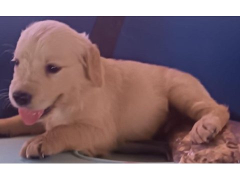 Safkan golden retriever yavrularımız