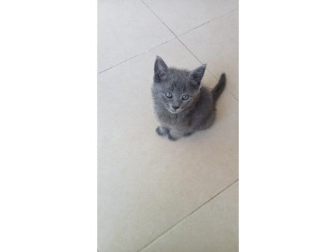 Dişi british shorthair