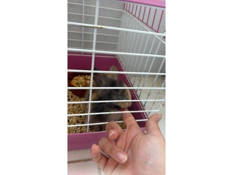 2 aylık erkek cüce tavşanımıza yuva
