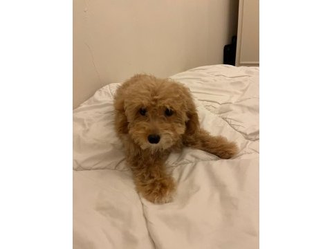 A- class maltipoo yavrular